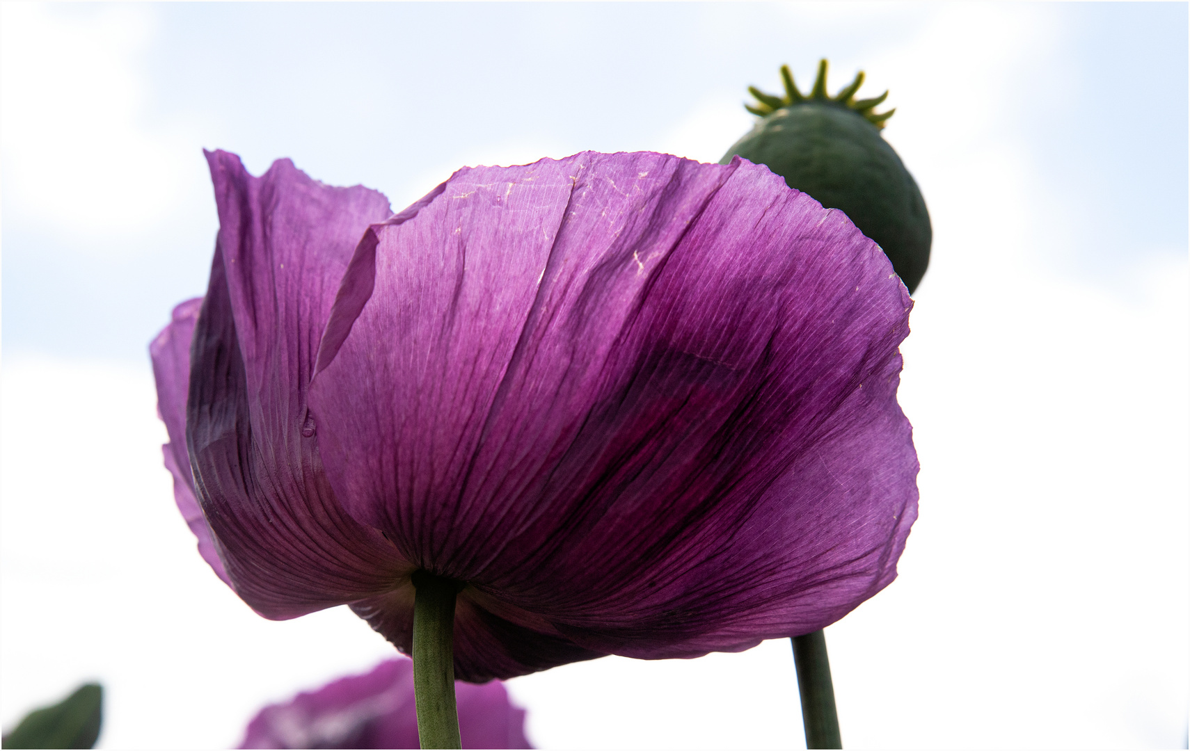 Blaumohnblüte