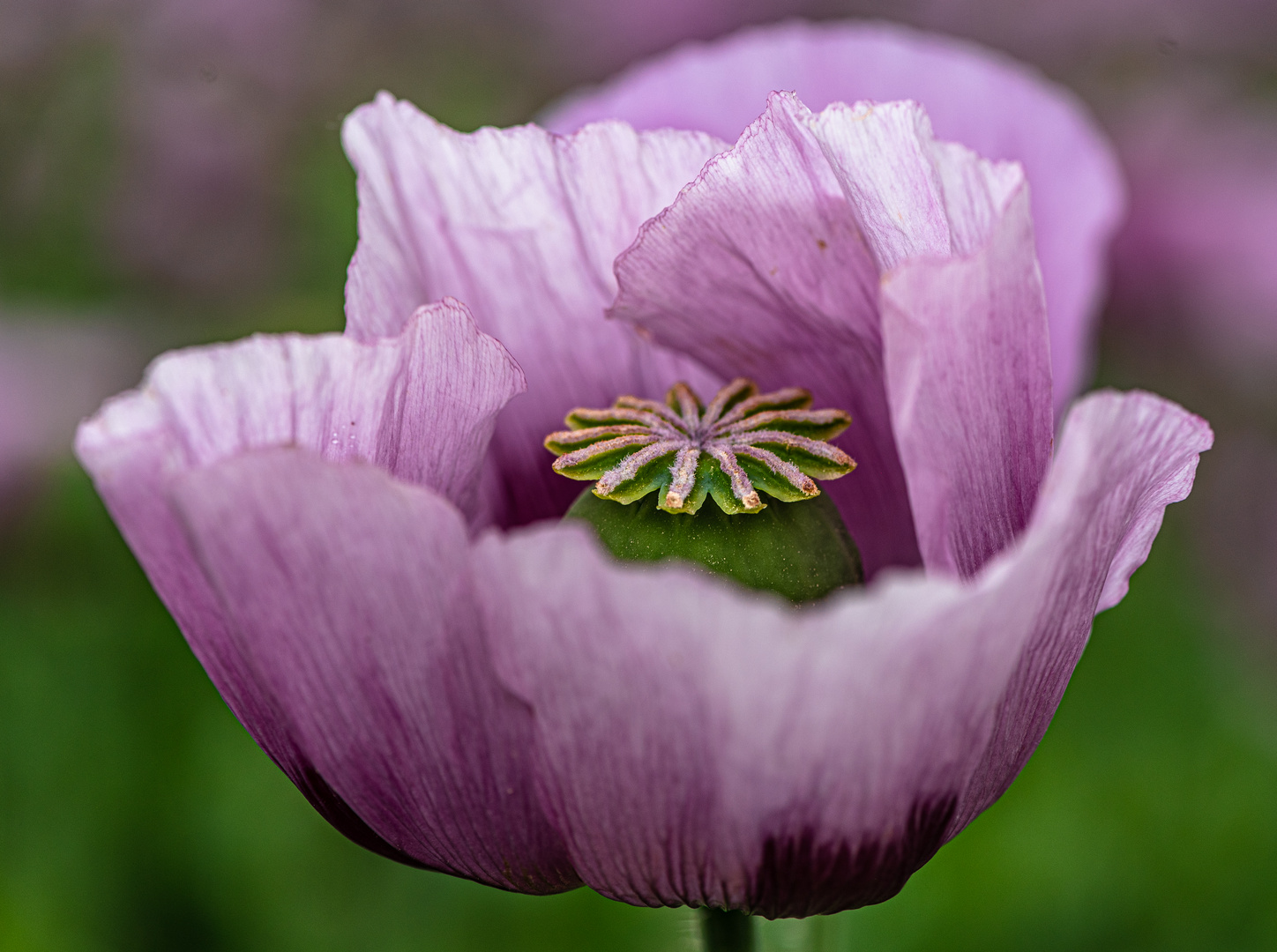 Blaumohnblüte mit Kapsel