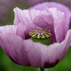 Blaumohnblüte mit Kapsel