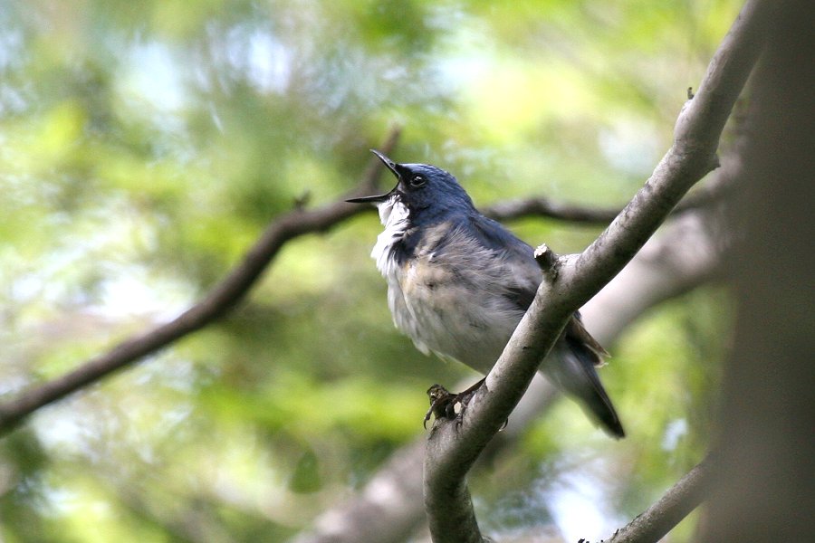 Blaunachtigall ( Erithacus cyane ) in Japan