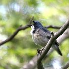 Blaunachtigall ( Erithacus cyane ) in Japan