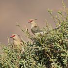 Blaunacken-Mausvogel