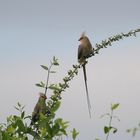 Blaunacken-Mausvogel 