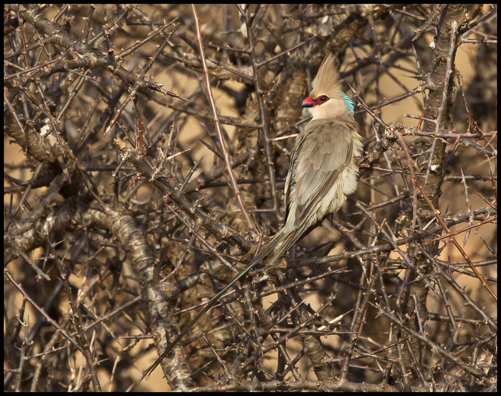 " Blaunacken-Mausvogel " (Blue-Naped Mousebird)