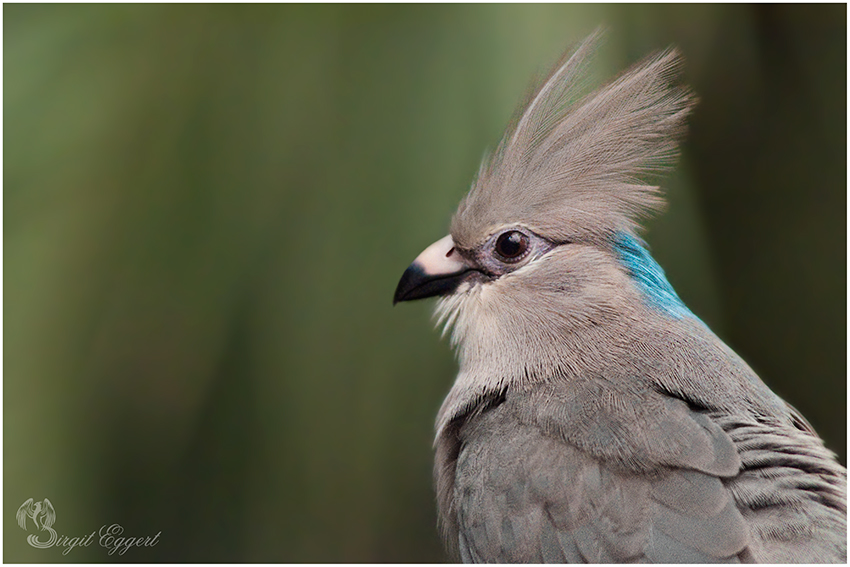 Blaunacken-Mausvogel Portrait