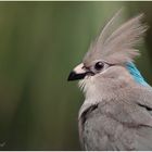 Blaunacken-Mausvogel Portrait