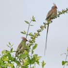 Blaunacken-Mausvogel (Urocolius macrourus)