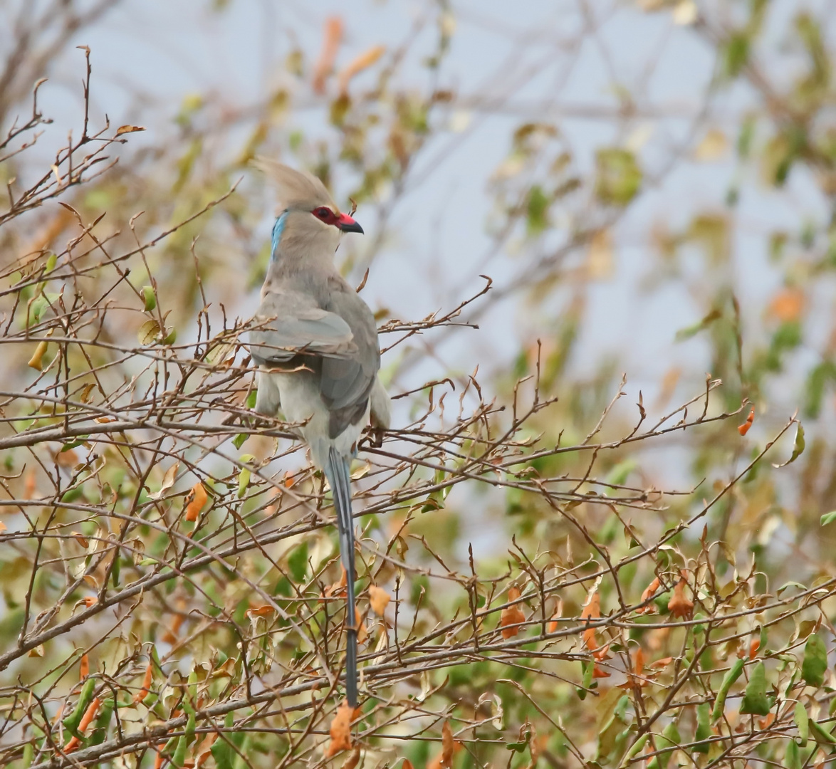 Blaunacken-Mausvogel (Urocolius macrourus)