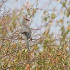 Blaunacken-Mausvogel (Urocolius macrourus)