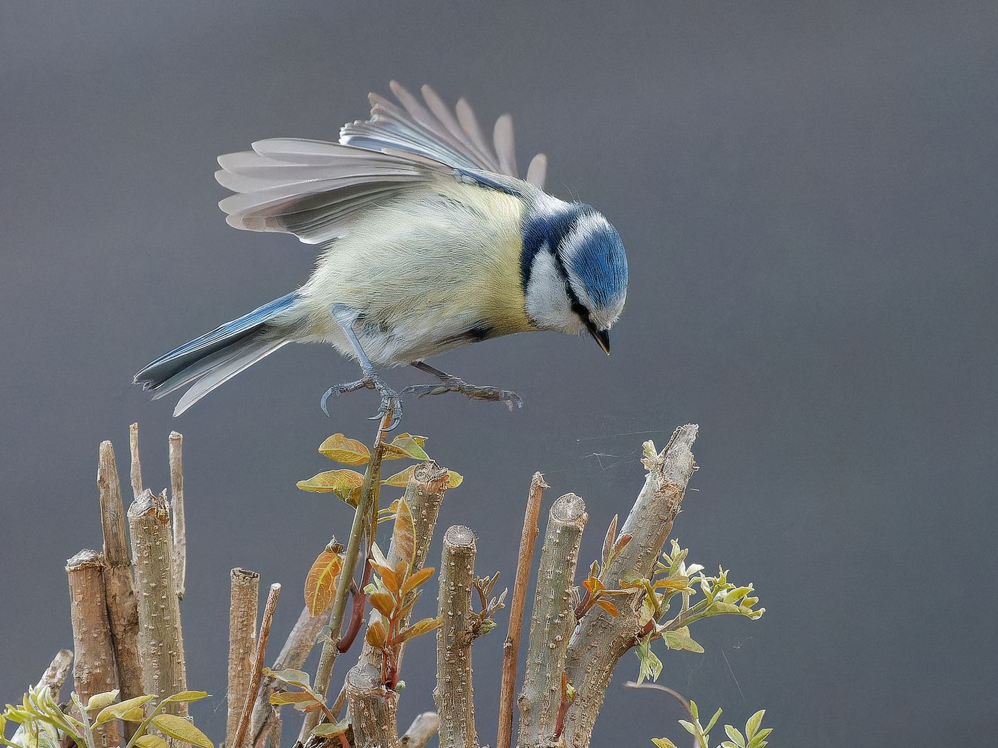 Blauneise im Landeanflug