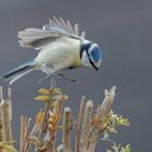 Blauneise im Landeanflug