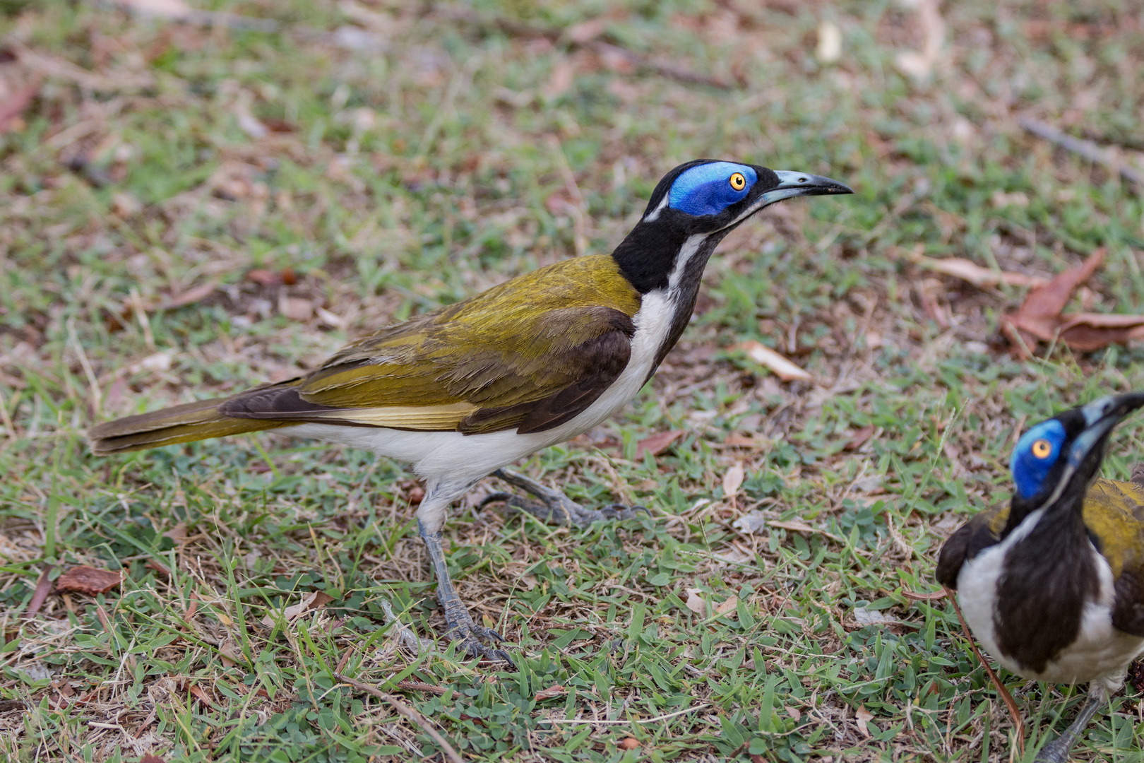 Blauohr Honigfresser