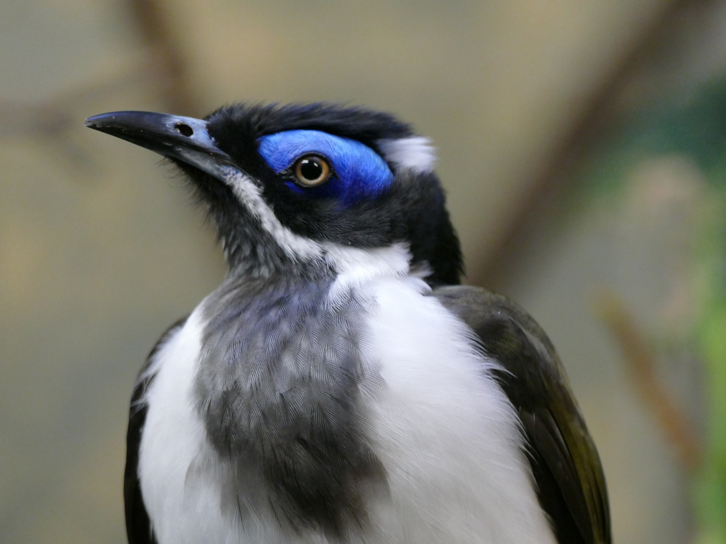 Blauohr-Honigfresser im Wuppertaler Zoo