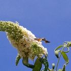 Blaupausenzeit - Sommerzeit