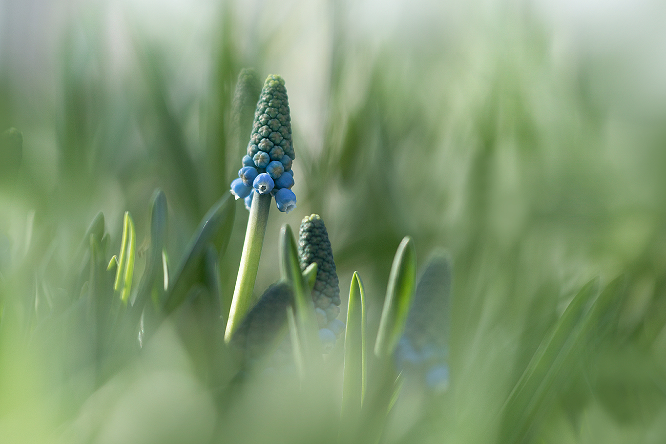 Blauperlenfrühling