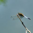 Blaupfeil (0rthetrum cancellatum)