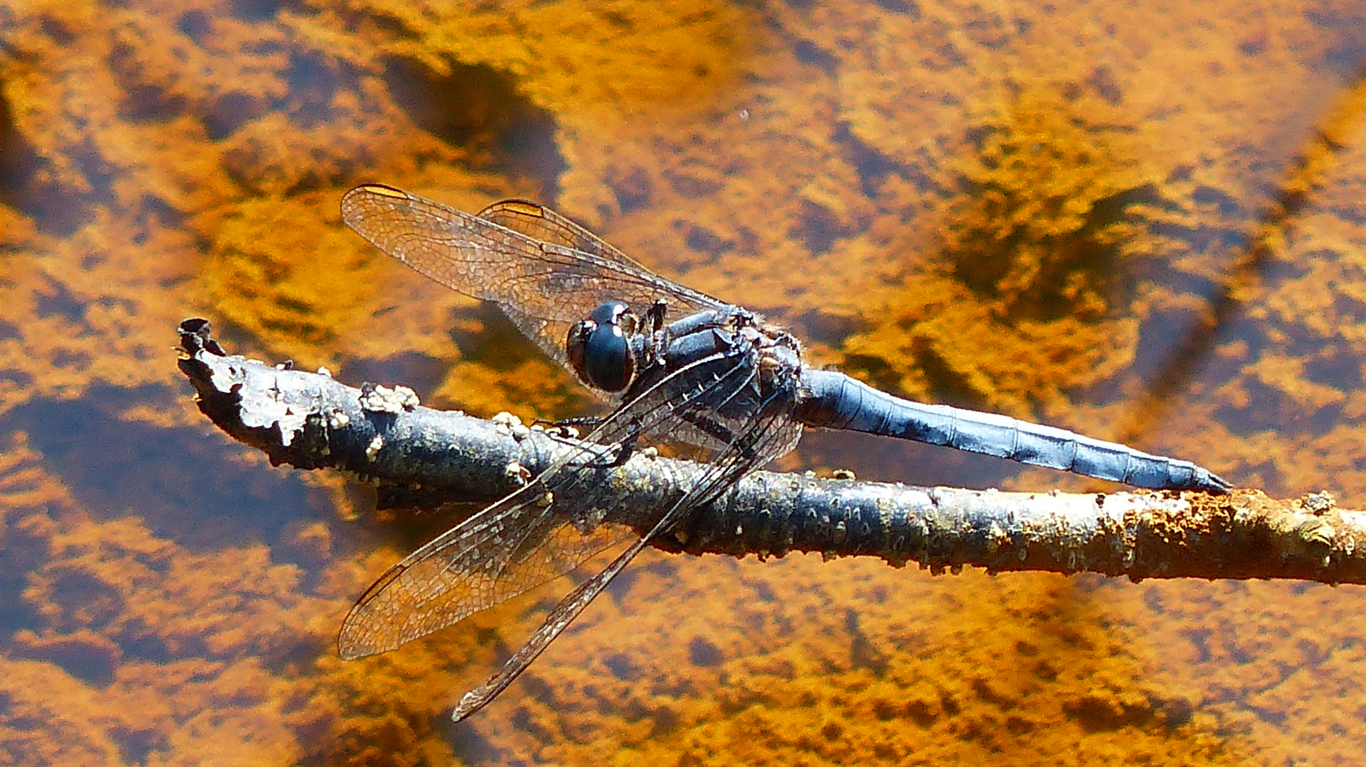 Blaupfeil am Fluß