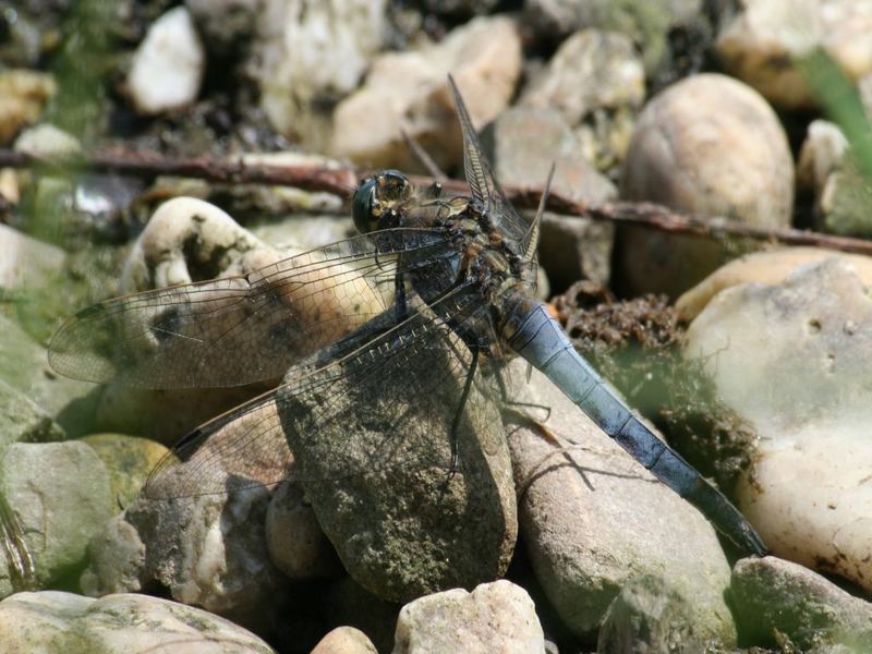 Blaupfeil am Wasser