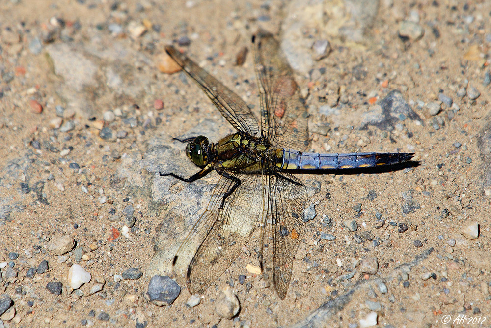 Blaupfeil beim Sonnenbad