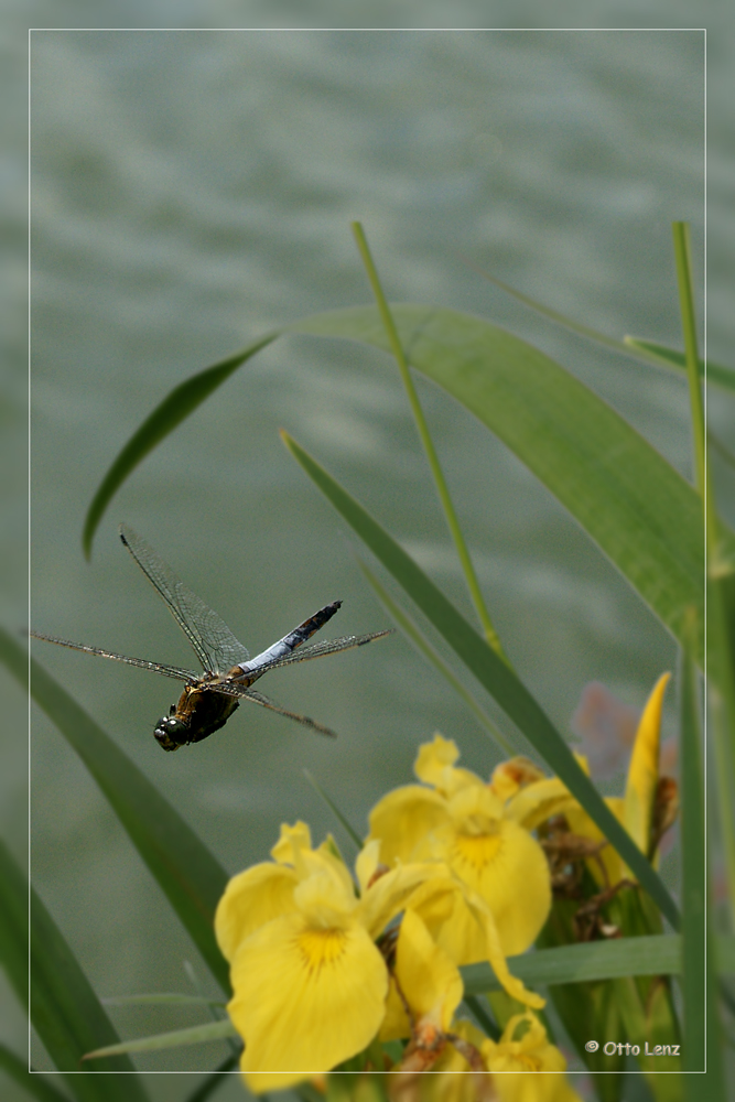 Blaupfeil im Flug