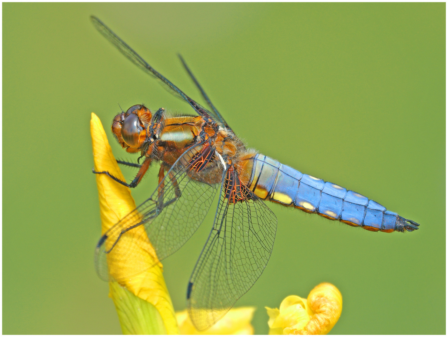 Blaupfeil, Libelle