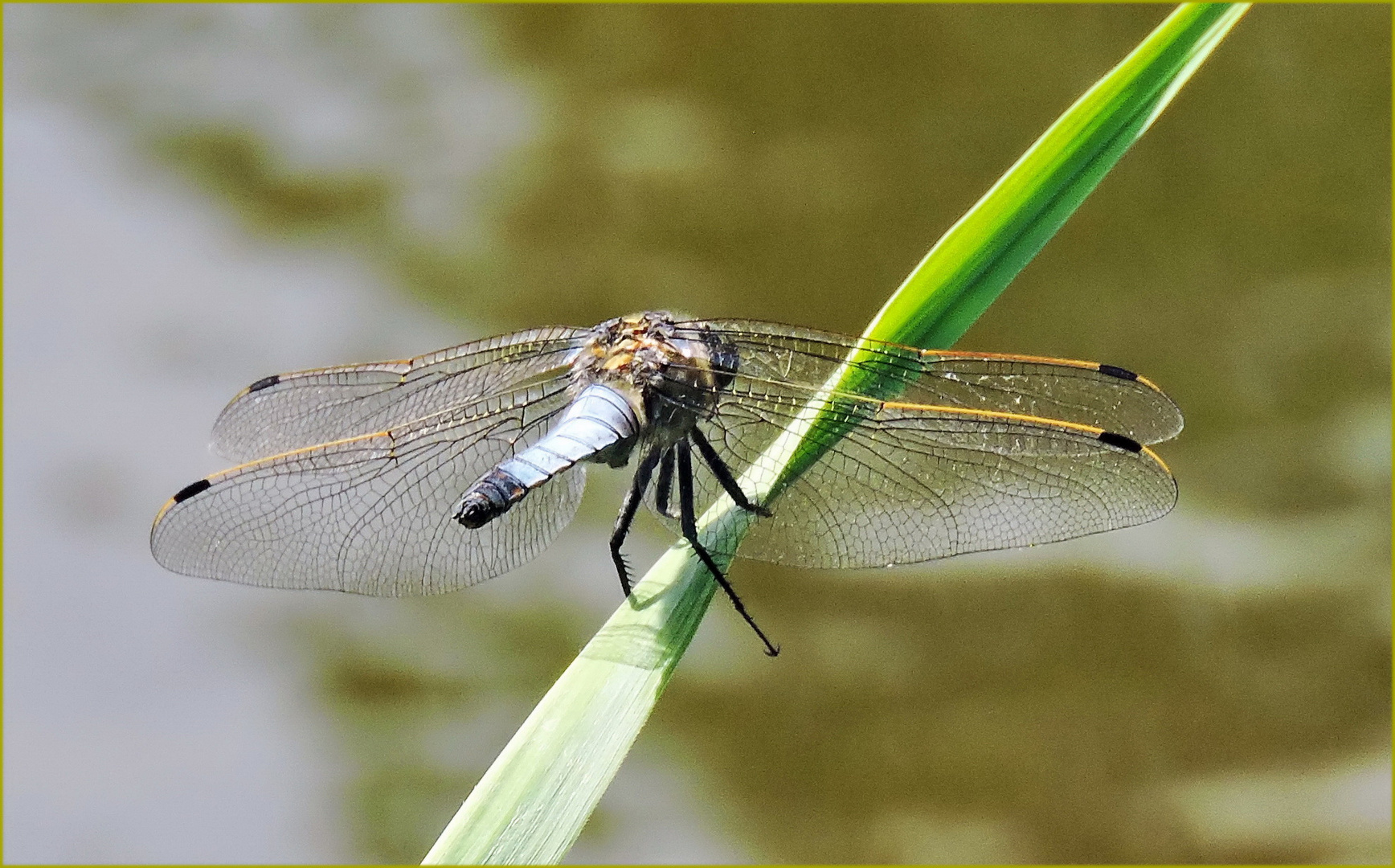  Blaupfeil- Libelle