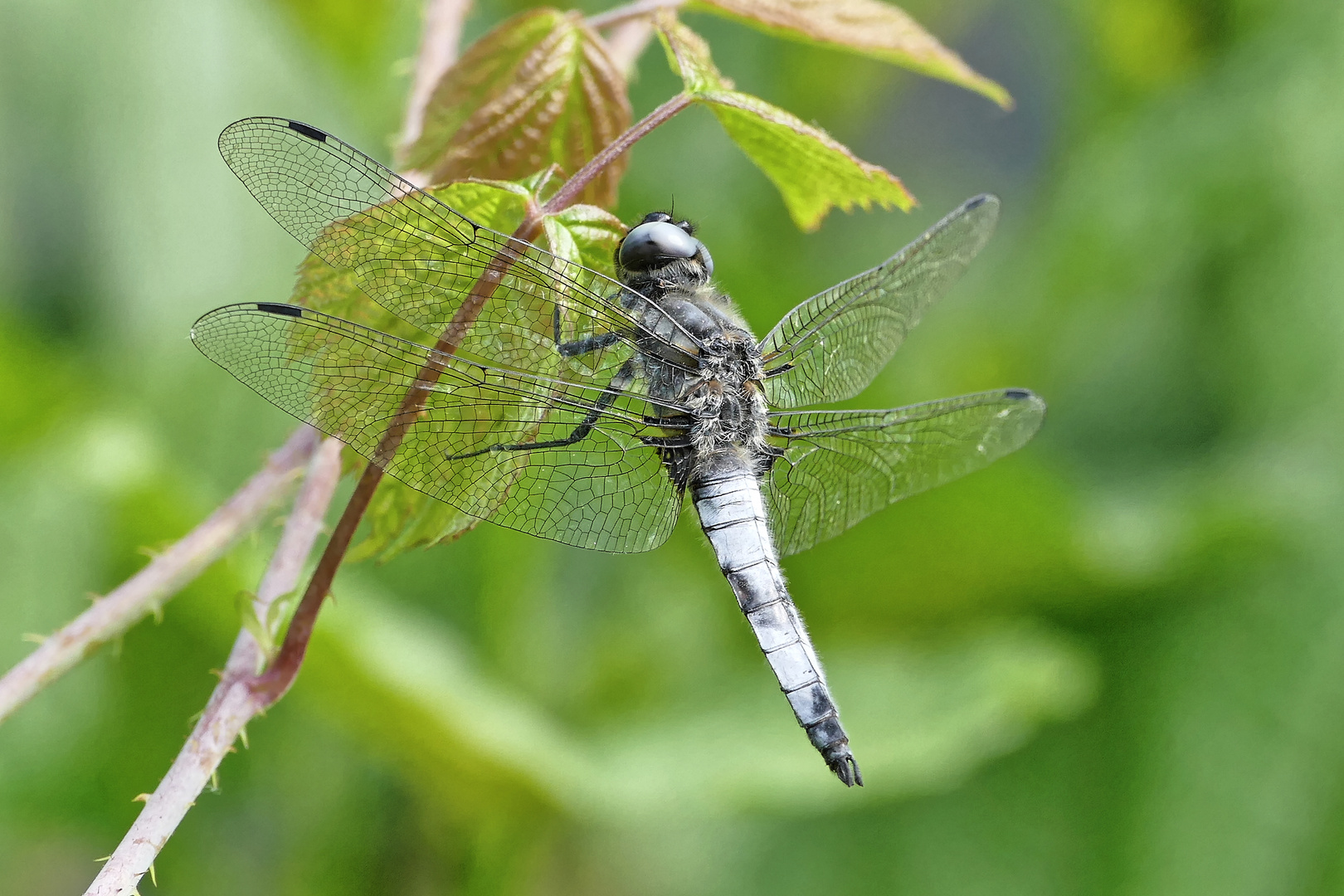 Blaupfeil - Libelle