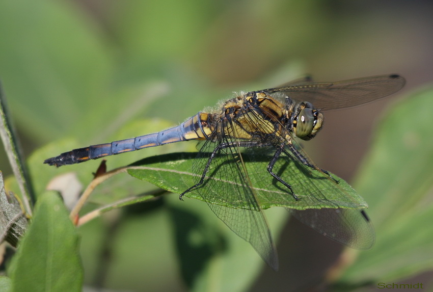 Blaupfeil Libelle