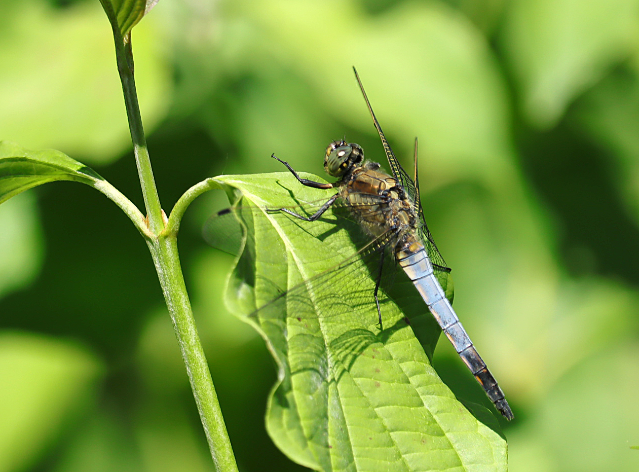 Blaupfeil-Libelle