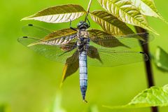 Blaupfeil-Männchen am Stadtpark-See gestern