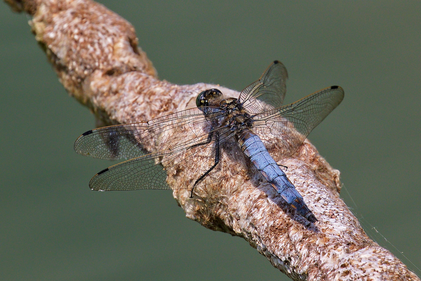 Blaupfeil (männlich)