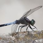 Blaupfeil (Orthetrum)