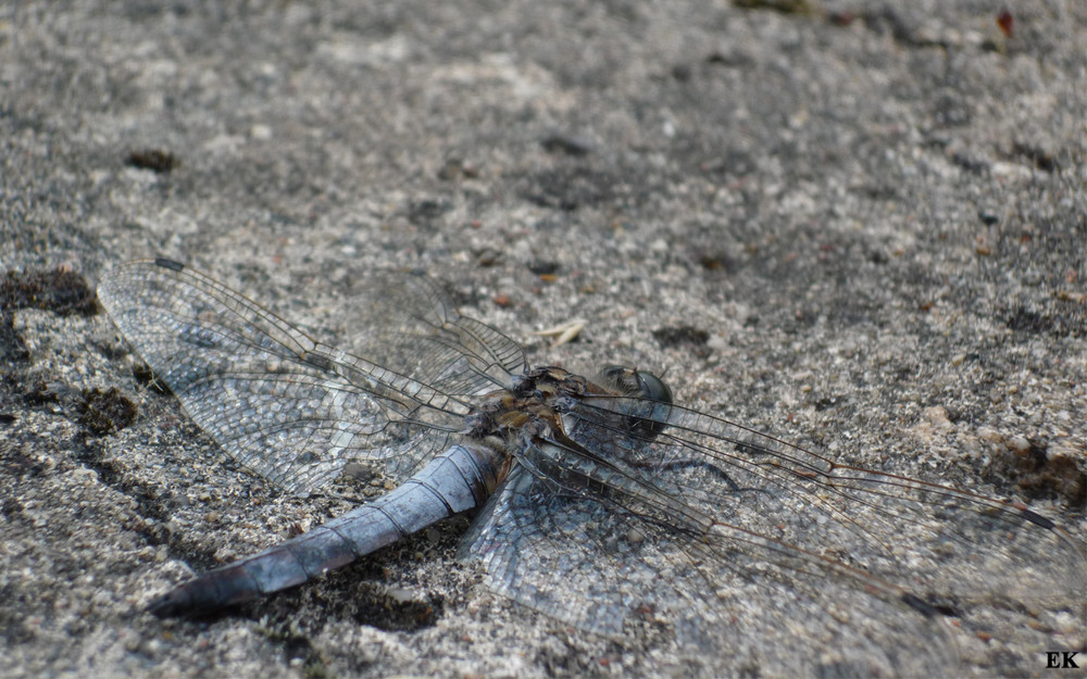 Blaupfeil (Orthetrum brunneum)