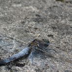 Blaupfeil (Orthetrum brunneum)