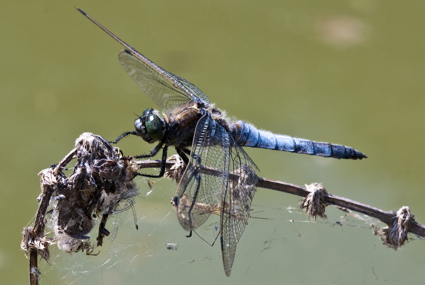 Blaupfeil (Orthetrum cancellatum)