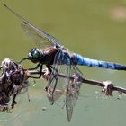 Blaupfeil (Orthetrum cancellatum)