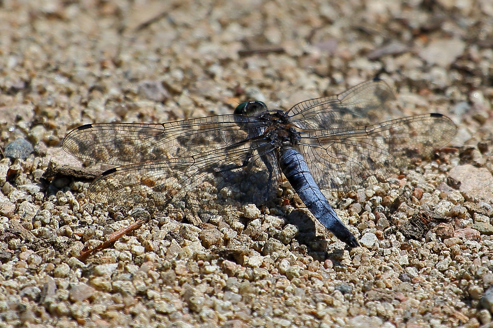 Blaupfeil (Orthetrum) (II)