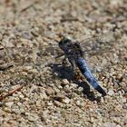 Blaupfeil (Orthetrum) (II)