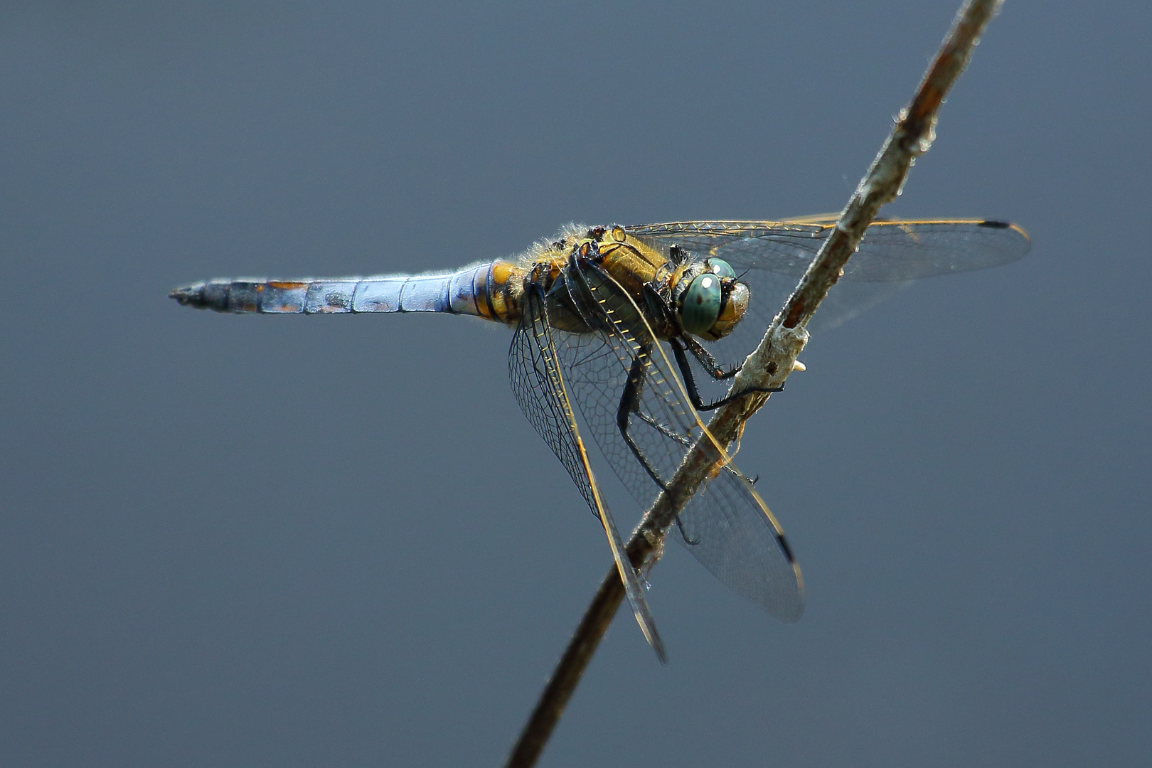 Blaupfeil (Orthetrum) (III)