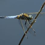 Blaupfeil (Orthetrum) (III)