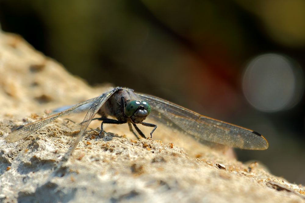 Blaupfeil (Orthetrum) (IV)