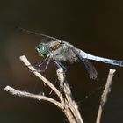 Blaupfeil (Orthetrum) (IX)