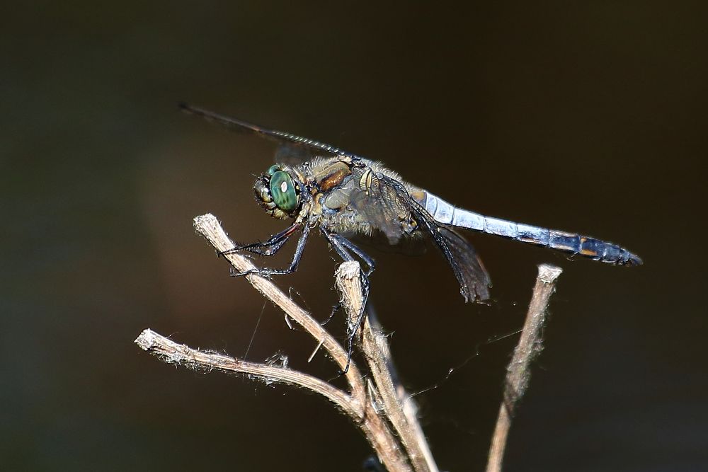 Blaupfeil (Orthetrum) (IX)