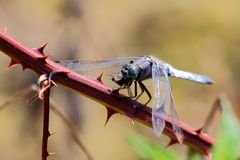 Blaupfeil (Orthetrum) mit Beute