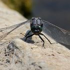 Blaupfeil (Orthetrum) (V)