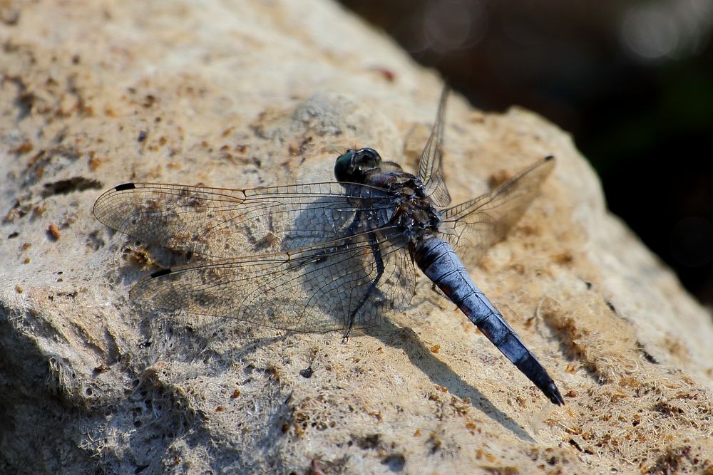 Blaupfeil (Orthetrum) (VI)