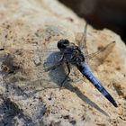 Blaupfeil (Orthetrum) (VI)