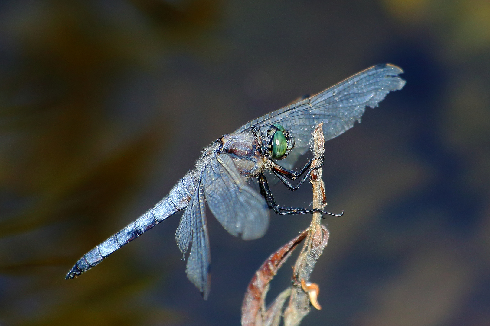 Blaupfeil (Orthetrum) (VII)