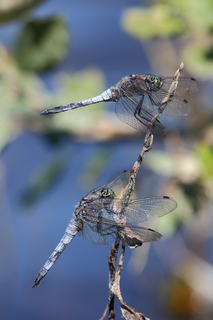 Blaupfeil (Orthetrum) (VIII)