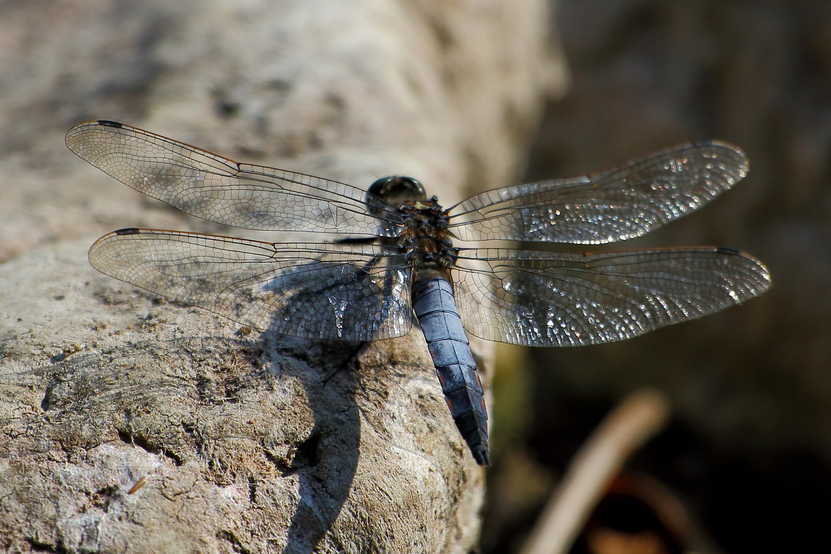 Blaupfeil (Orthetrum) (X)